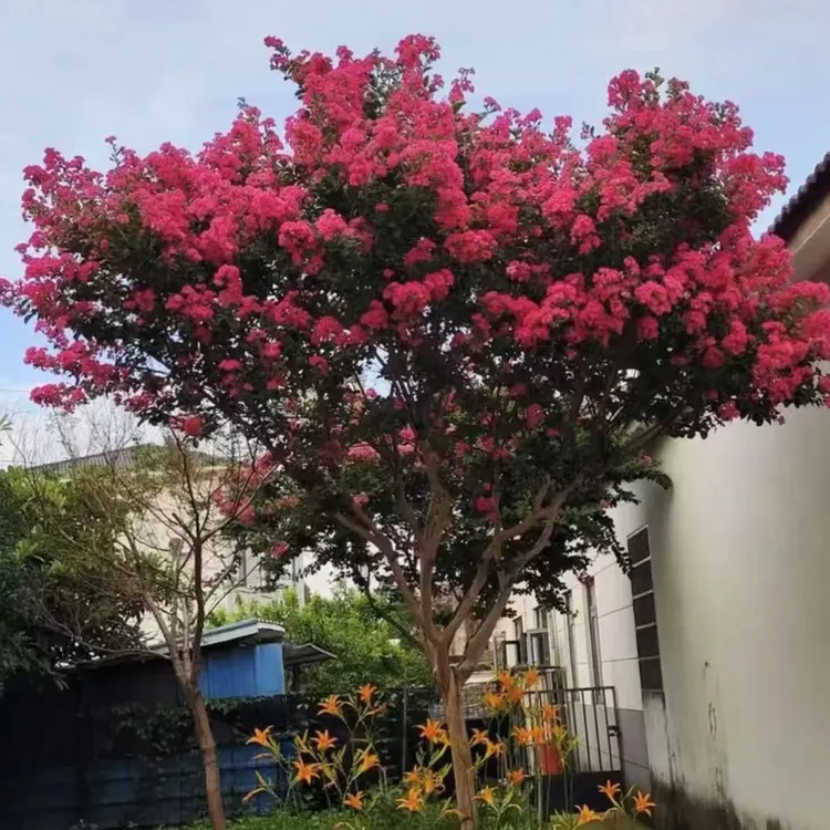 一物一拍庭院盆栽地栽紫薇耐寒耐旱耐高温紫薇花紫薇花树花卉绿植