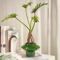 【老桩龙鳞小天使】盆栽室内桌面观叶观根四季常绿好养小盆景春羽