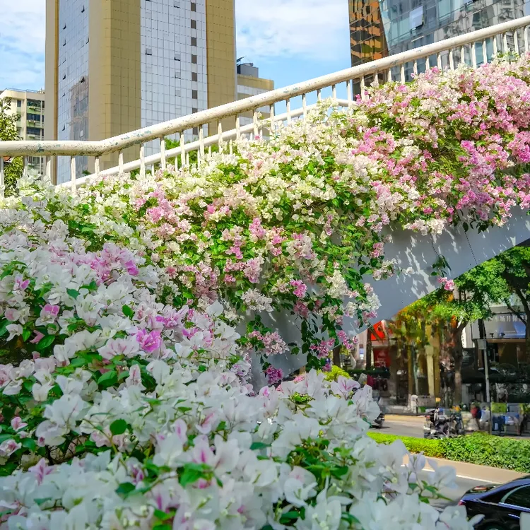 三角梅盆栽苗爬藤带花卉植物易活攀爬树苗四季开花对版老桩苗阳台