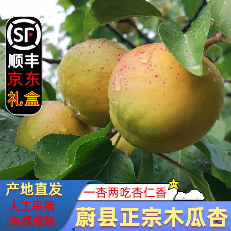 蔚县木瓜杏新鲜应季现摘现发张家口北水泉2500g送礼大黄杏新礼盒