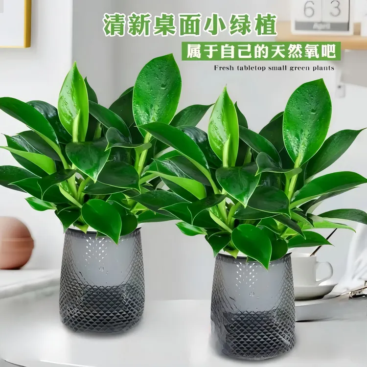 金钻盆栽好养水培土培植物办公室内客厅四季常青绿植净化空气花卉