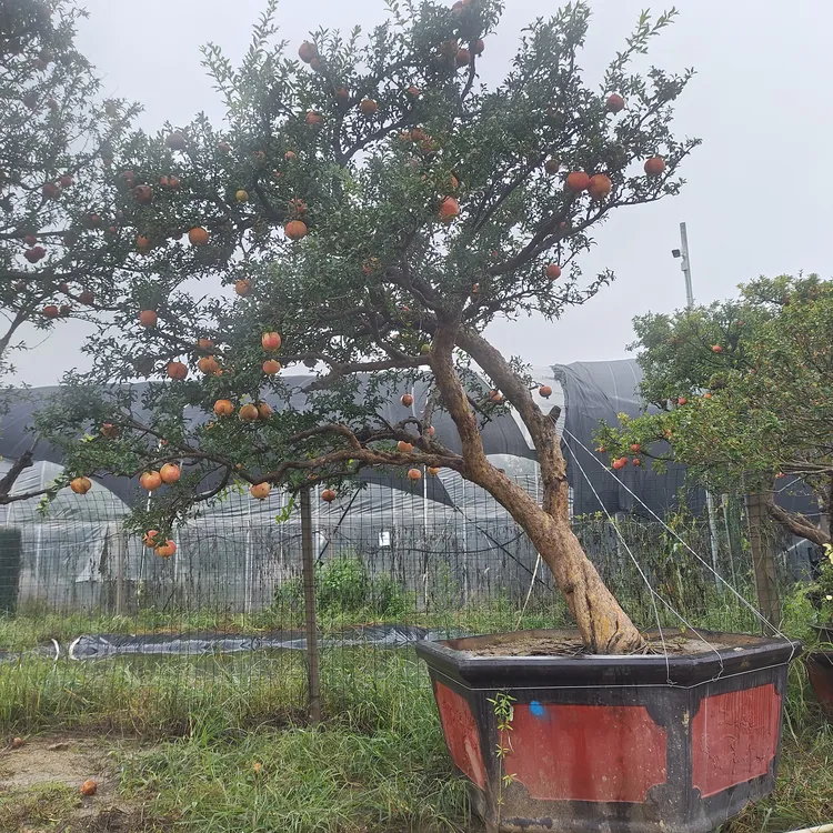 直播间果树苗木花卉支持一树一拍