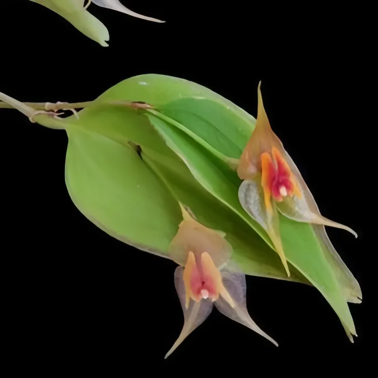 南美兰花 丽斑兰Lepanthes calocerca，雨林缸配景好看，容易开花