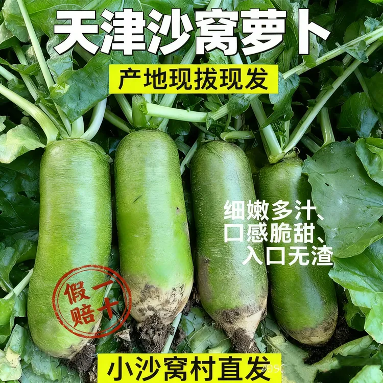 【天津特产】老味沙窝萝卜水果萝卜地里现拔发货送货上门