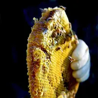 优【蜂蜜】正宗农家高山土蜂蜜