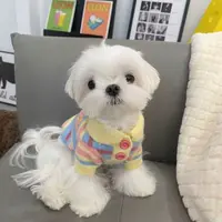 网红猫咪狗狗服装2025秋季新款比熊泰迪雪纳瑞小型犬条纹保暖毛衣