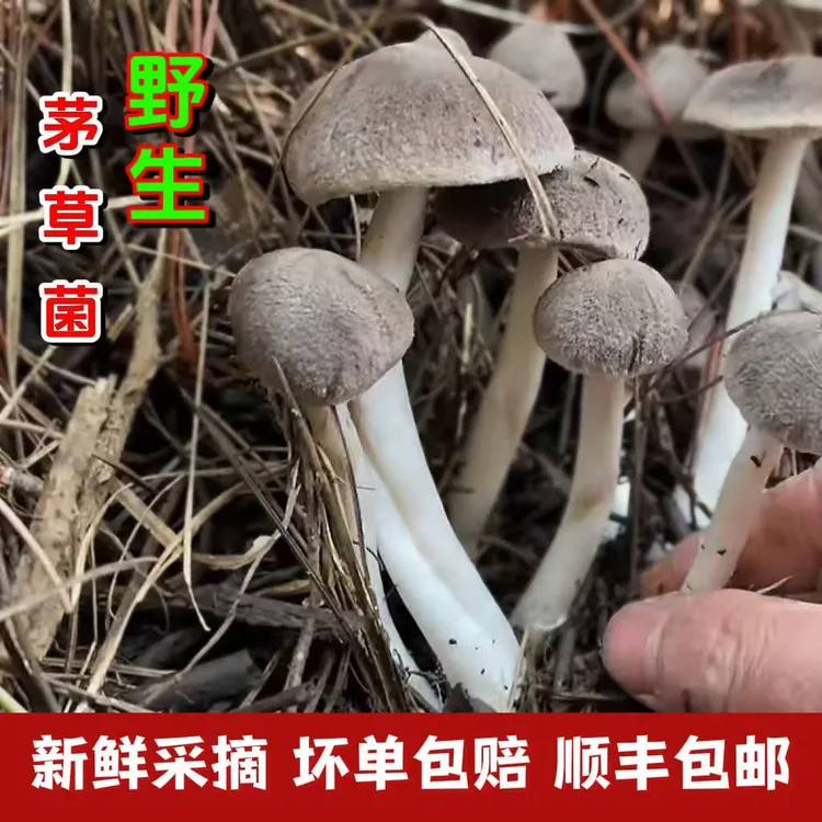野生新鲜现采茅草菌小灰蘑菇棕灰口蘑毛草菌草鸡枞菌菇湖南贵州