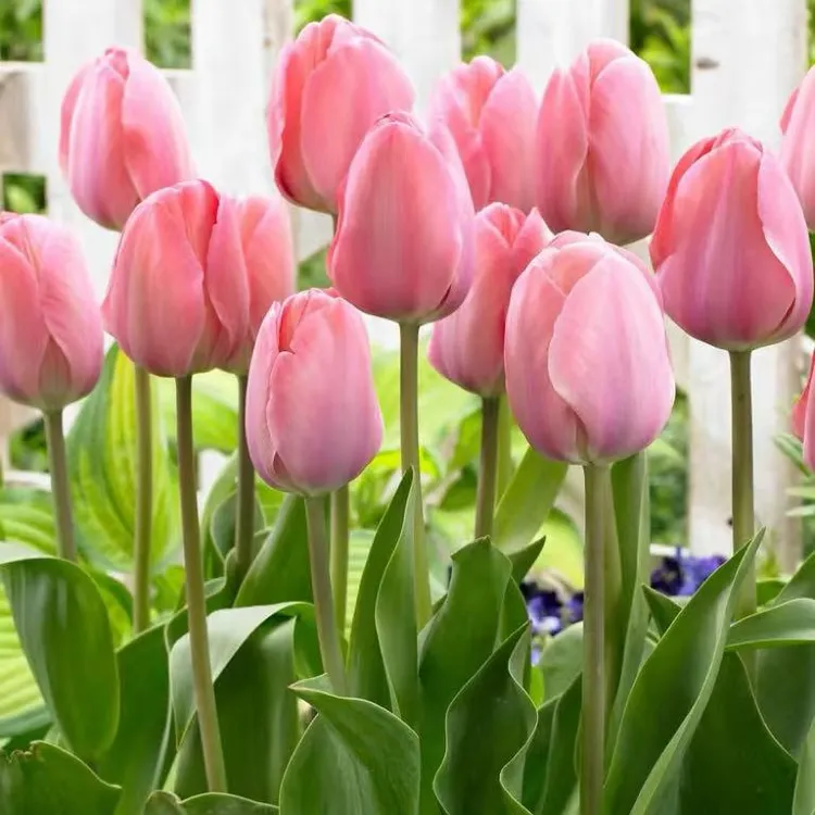 郁金香种球原生进口自然球水培土培耐寒室内外阳台种植