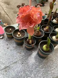 【粉佳人】包对版朱顶红重瓣