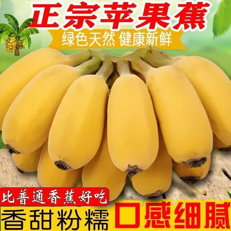 广西苹果蕉粉蕉新鲜香蕉当季新鲜水果软糯香甜现摘产地直发