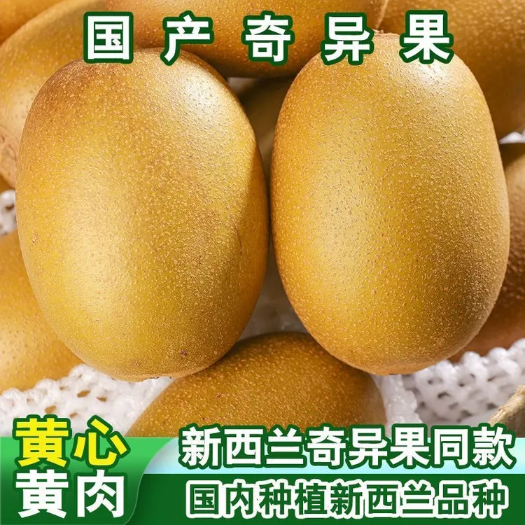 新西兰黄金奇异果同款紫云黄心黄肉猕猴桃阳光金果当季新鲜 水果
