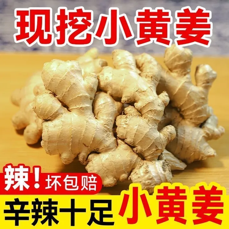 云南山地小黄姜新鲜现挖辛辣味浓高山精品生姜