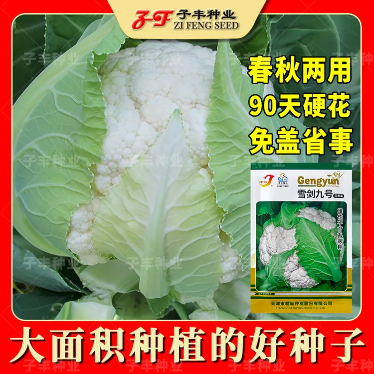 春秋两用紧实型花椰菜蔬菜种子雪剑九号花球雪白90天菜花实花菜籽