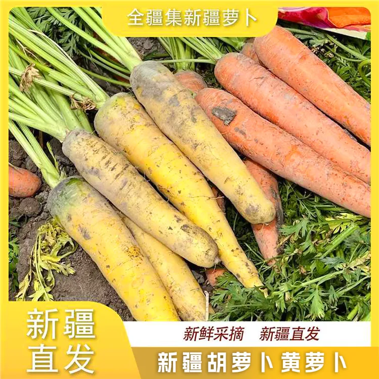 【全疆集】新疆黄萝卜胡萝卜5斤装新疆直发特色蔬菜破损包赔