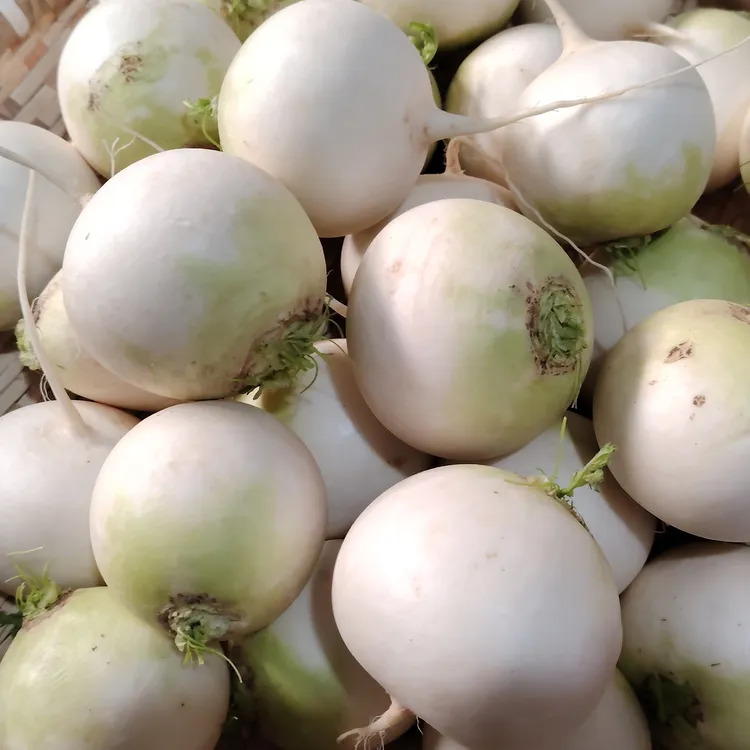 新鲜圆白萝卜湖北农家自种炖汤腌制嫩萝卜干泡菜蔬菜1-3-5斤包邮