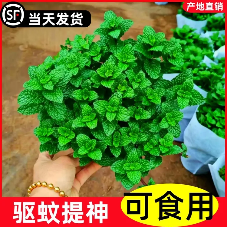 薄荷盆栽可食用水培大盆柠檬留兰香迷迭香驱蚊植物室内绿植物好养