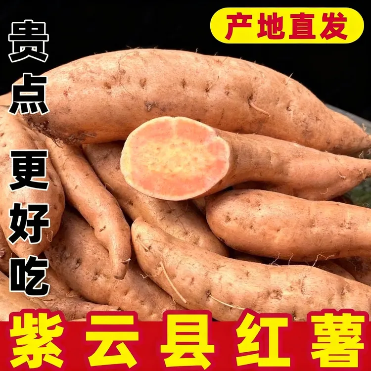 贵州安顺紫云特产军旅品质板栗小黄薯软糯香甜粗粮早餐农家自种