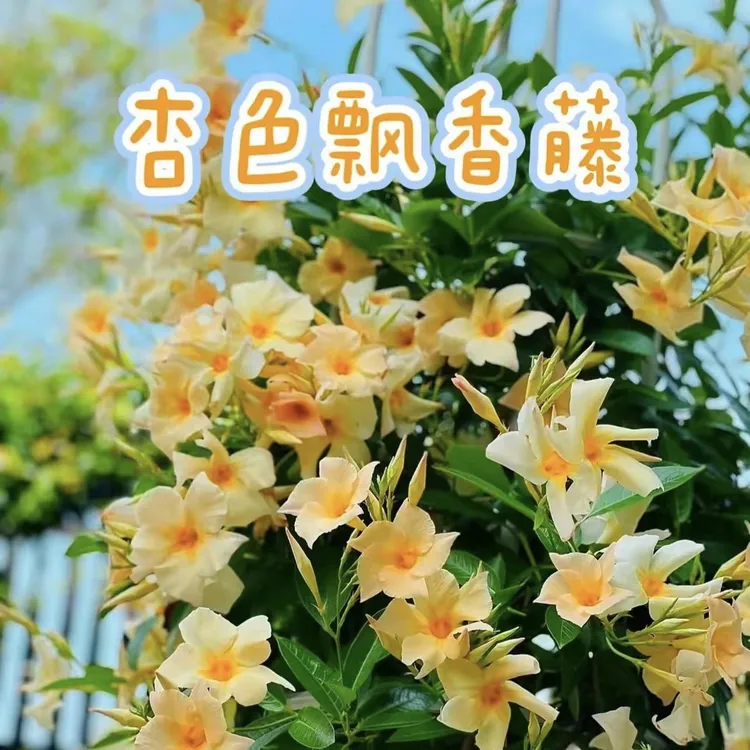 万里飘香藤双腺藤双喜藤花苗多年生四季开花耐热耐晒攀爬藤绿植物