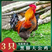 【喜宝家】农家放养黑脚土公鸡 肉质鲜嫩 3只净重9斤