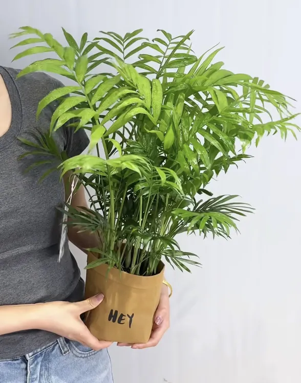 氧植研社】富贵椰子盆栽好养易活办公室客厅室内四季常青净化空气