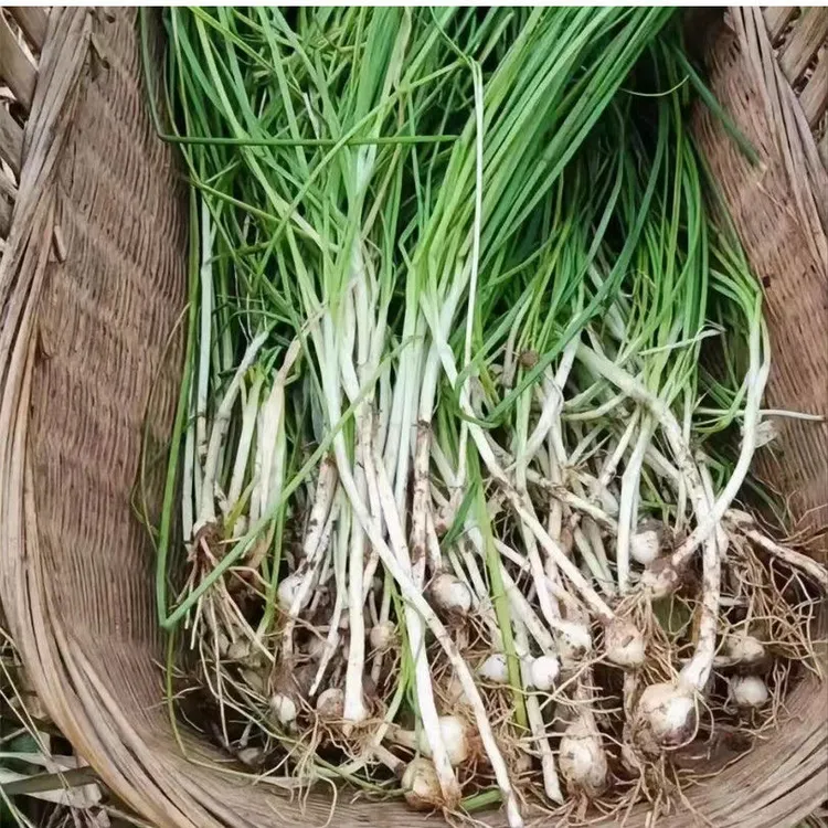新鲜野葱现挖小根蒜大脑瓜野生浸没菜小山蒜野蒜干净小跟蒜包邮