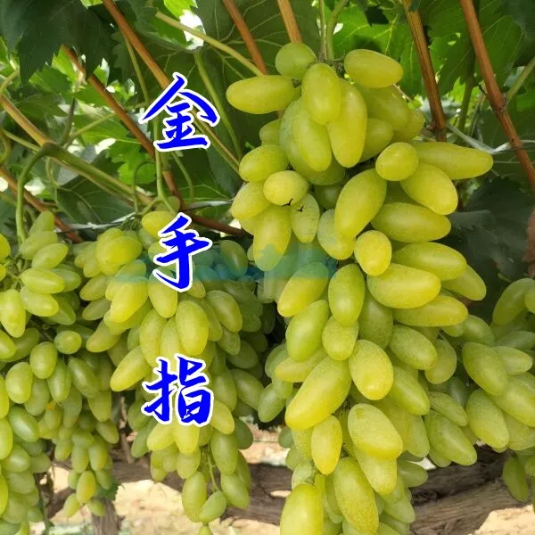 （不包活千万看好）原盆原土带叶子 包对版 包运损 青岛大泽山发货 