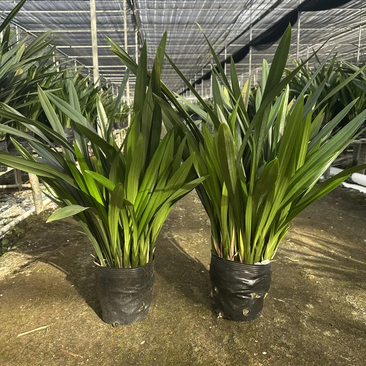 一物一拍 墨兰企黑【AAA级 霸王一品】70-90cm大宽叶企黑墨兰