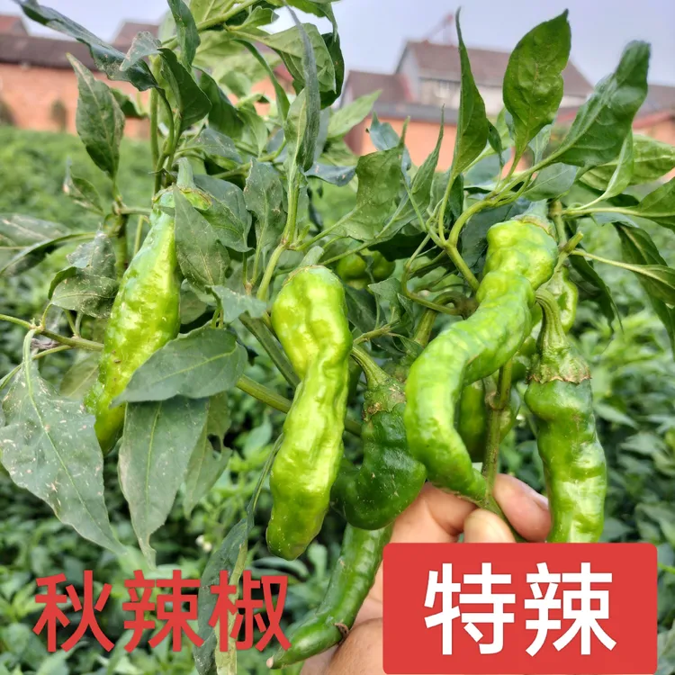 【秋辣椒】新鲜薄皮辣椒香辣特辣正宗本地农家自种现摘现发蔬菜