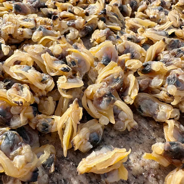 红姐家 崂山王哥庄野生嘎啦 无盐 不碜做汤包饺子