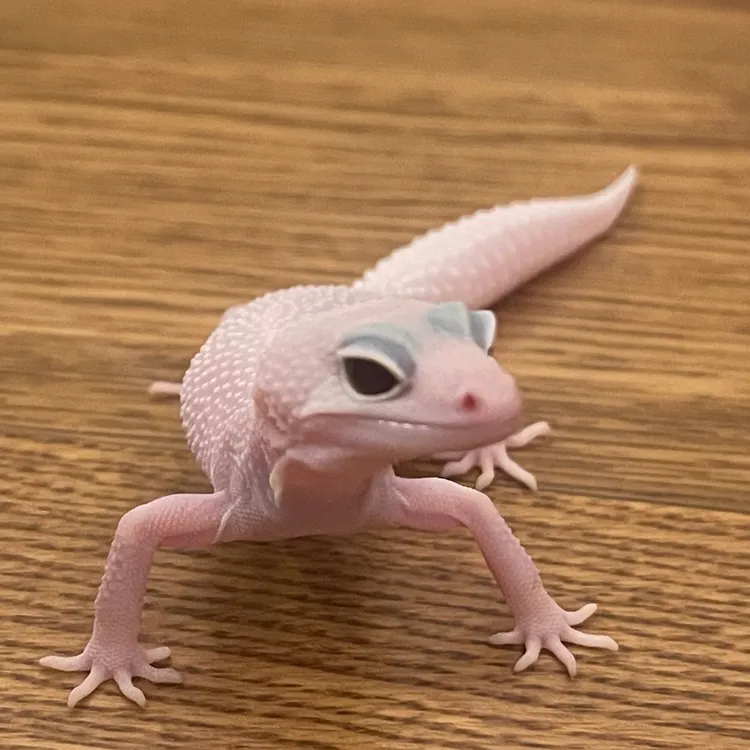 豹纹守宫活体爬宠新手入门易饲养温柔上手的可爱宠物顺丰快递