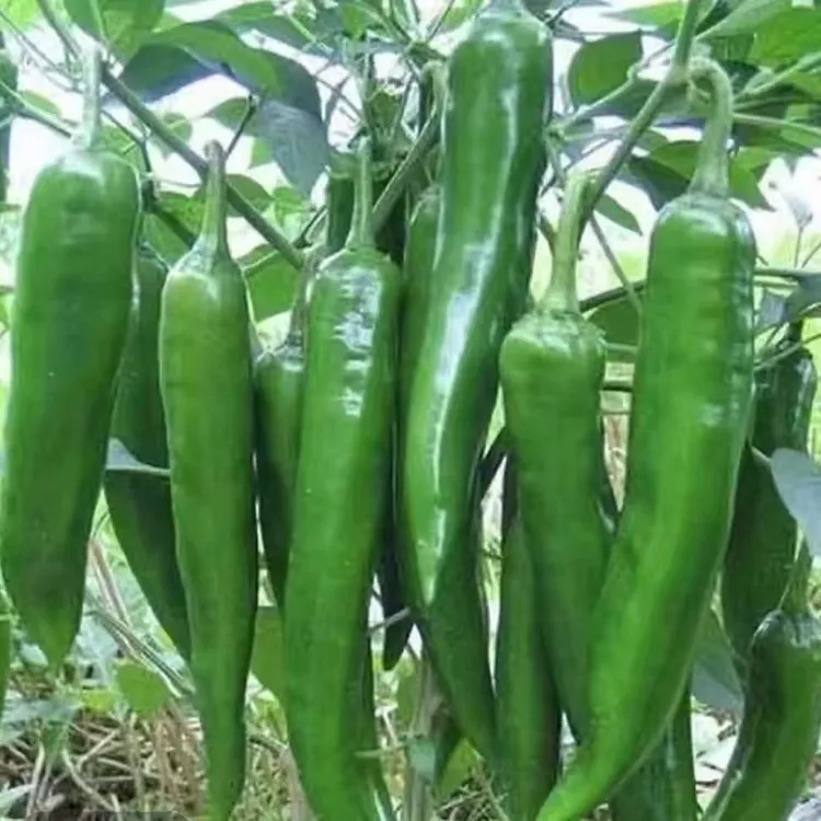 河南露天种植新鲜当天采摘发货当季鲜嫩羊角椒牛角椒特辣中辣微辣