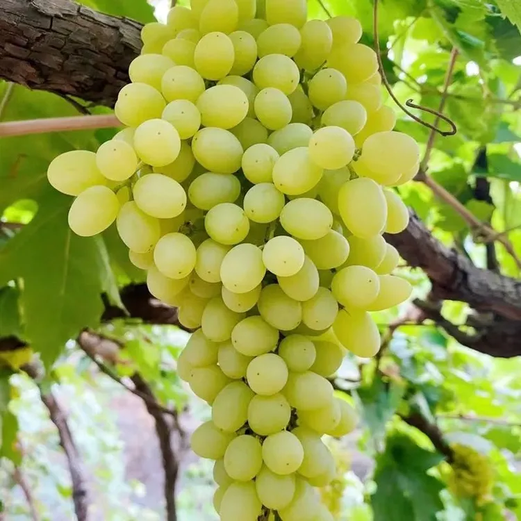 新疆无核白葡萄新鲜水果当季无籽青提全国5仓顺丰冷链