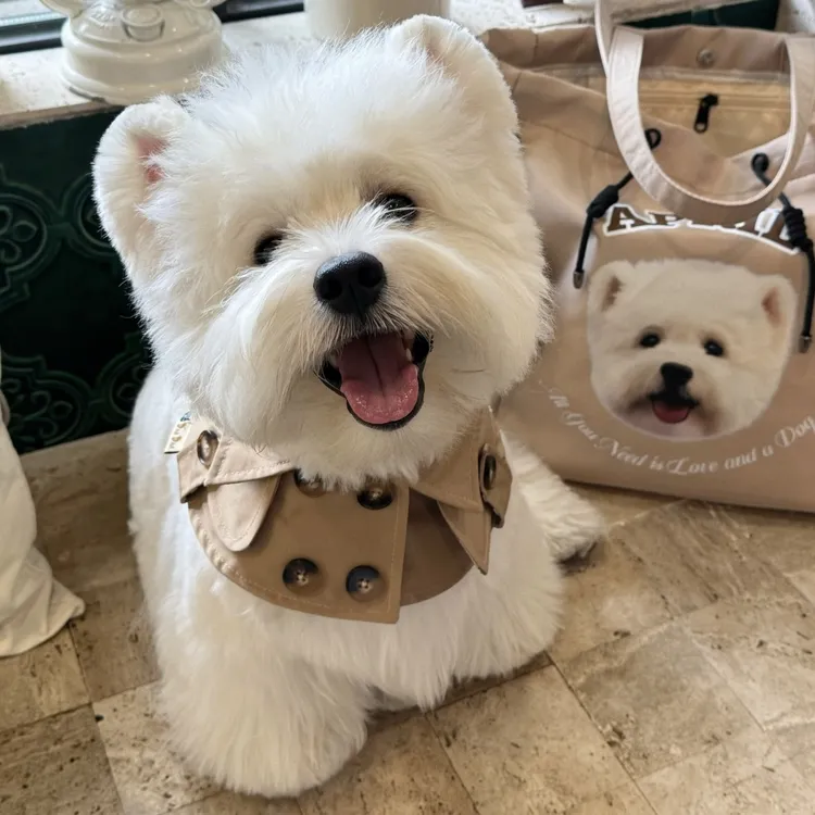 兰州万商萌宠犬舍 全品类犬种