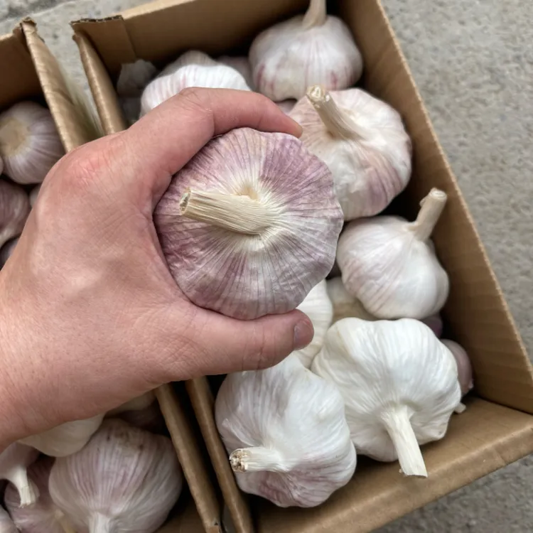 邳州新干蒜紫白皮大蒜精选干蒜优质紫皮大蒜头