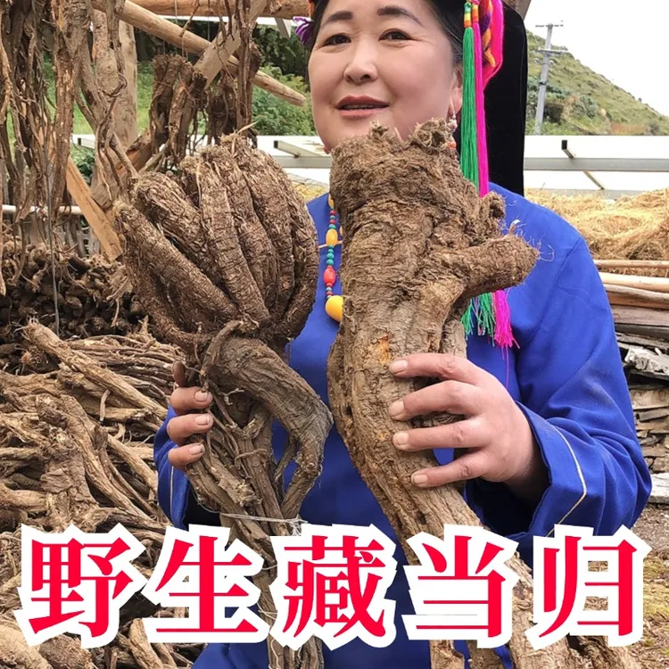 藏地野生当归中药材正品西藏高原特产整根黄芪党参纯正当归煲汤