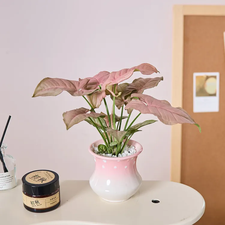 红粉佳人粉精灵合果芋竹芋盆栽办公室内桌面绿植花卉好运好养植物