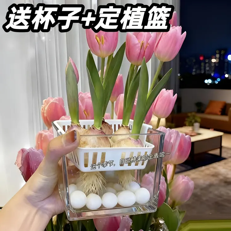 郁金香大种球多色可选水培土培适合室内外阳台庭院