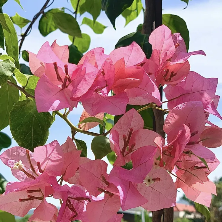 三角梅 一物一拍