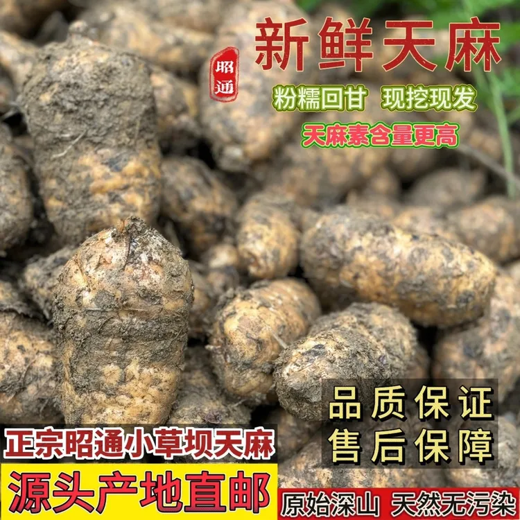 【新鲜天麻】正宗云南昭通小草坝天麻当季现挖产地直发炖鸡煲汤营养