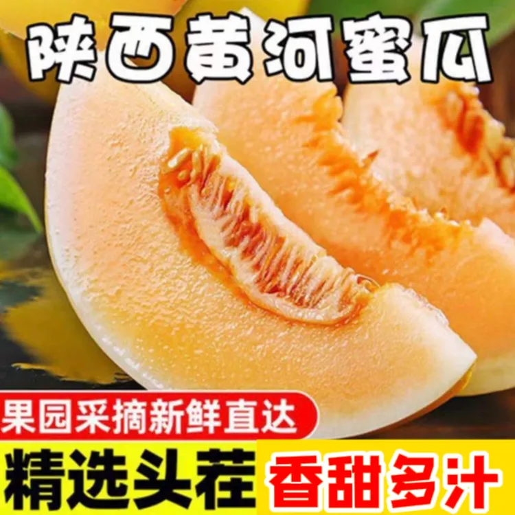 陕西黄河蜜瓜金红脆现摘现发口感香甜水果