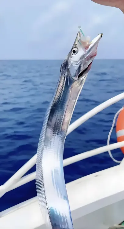 带鱼刀鱼南海钓钩带鱼