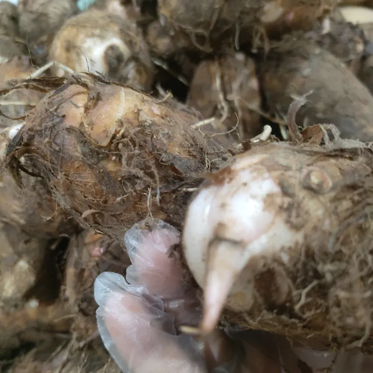 江西农家红芽毛芋仔现挖现发包邮