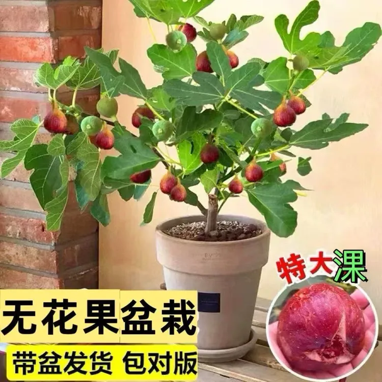 无花果树果苗特大果矮化盆栽波姬红南方北阳台种植格莱斯当年结果
