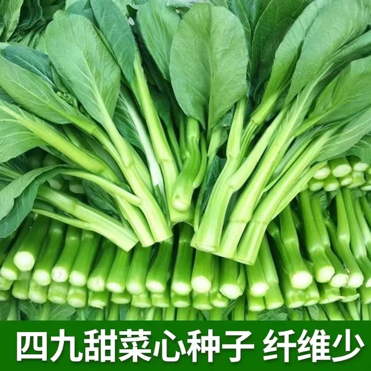 四九甜菜心种子广东菜心菜苔青菜苔耐热庭院阳台四季播种蔬菜种籽