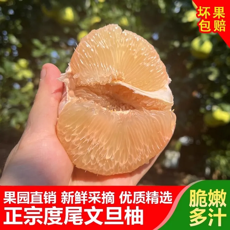 福建仙游度尾文旦柚子 10斤包邮孕妇水果新鲜时令红心密柚水果