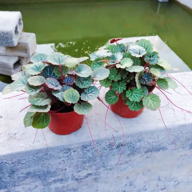 大文字草虎耳草盆栽苗观叶绿植耐阴庭院造景多年生常绿植物姬虎耳