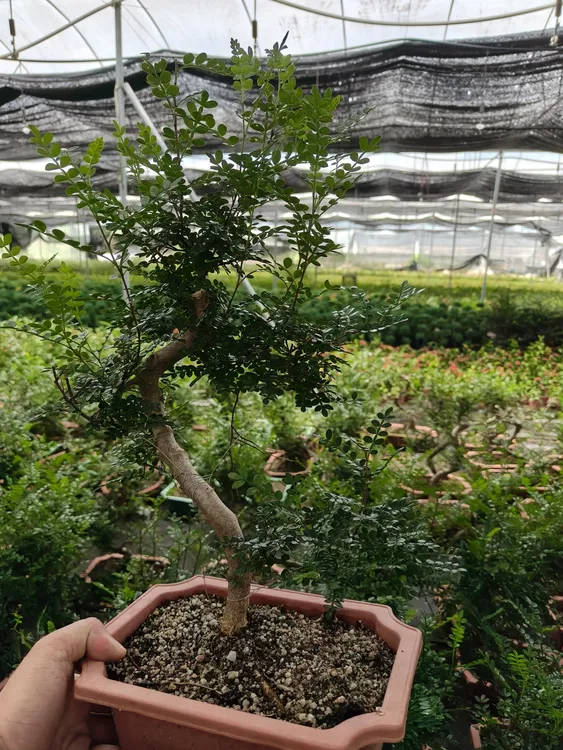 老桩清香胡椒木四季长青易养盆景植物【植物图片仅供参考】