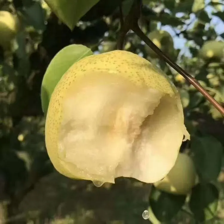 当季新鲜壶口酥梨整箱顺丰包邮脆甜多汁皮薄老树梨子