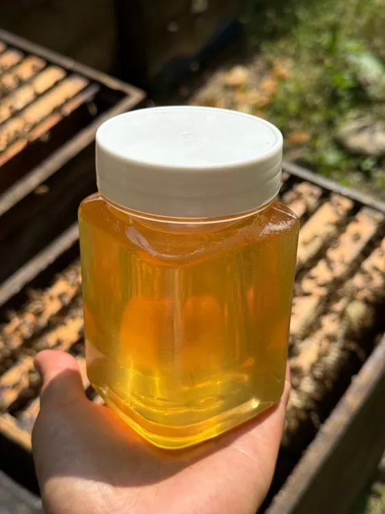 东北原始森林椴树雪蜜蜂农自产无添加原蜜会椴树蜜结晶