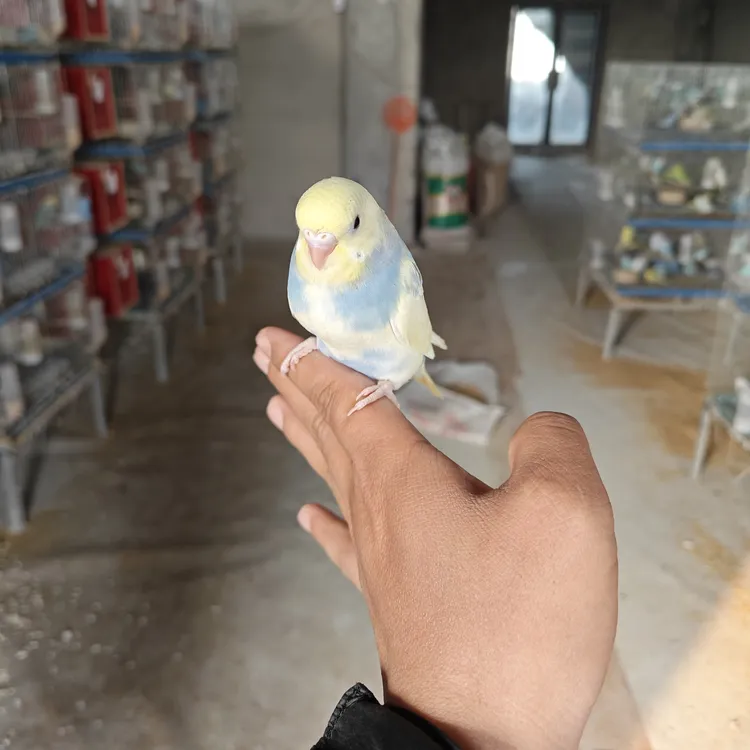 金彩鹦鹉珍珠彩双金双显